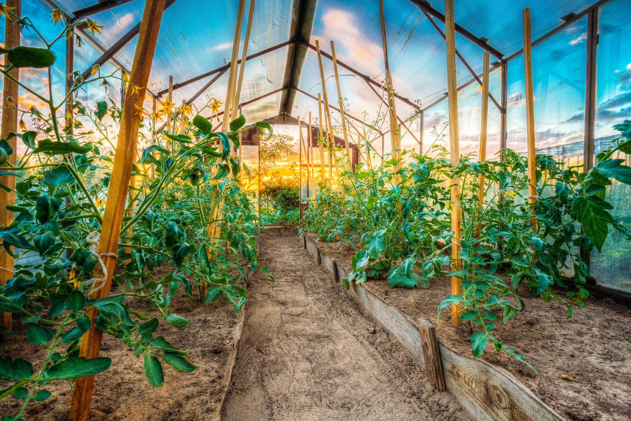 Tomato Plant. Raised Beds In Vegetable Garden